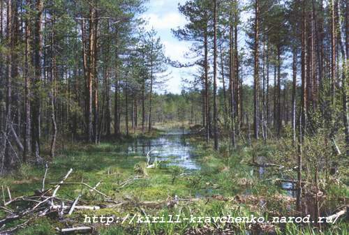 Фото 31. 2005-05-20. Лодвиновское болото