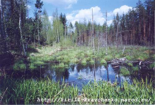 Фото 32. 2005-05-20. Лодвиновское болото