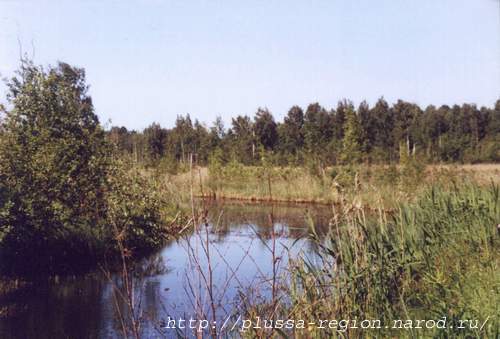 Фото 34. Канава на Заплюских озерах и непроходимые болота
