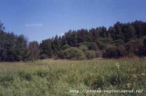Фото 03. 2005-07-07. Слева - р.Курея, впереди, за лесом - Гривцевское озеро