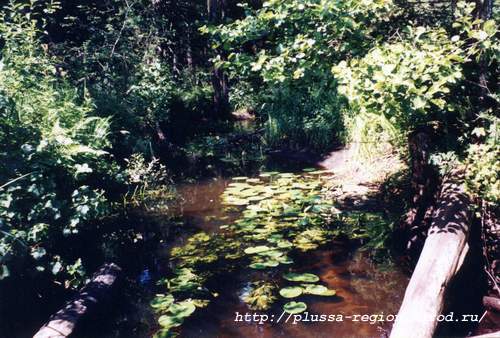 Фото 02. Река Лонка за Гривцево. На переднем плане видны наваленные бревна моста через речку
