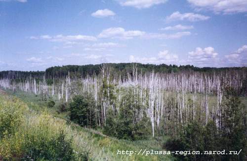 Фото 12. Большое болото на перегоне Плюсса - 197й километр