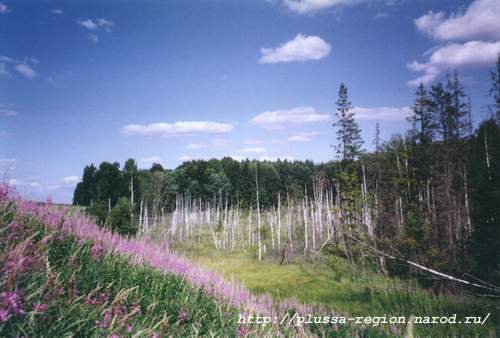 Фото 16. Большое болото на перегоне Плюсса - 197й километр